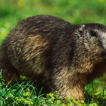 Haus Bergzauber Appartement Ramsau am Dachstein